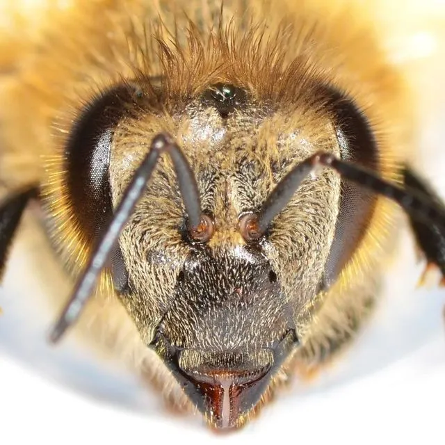 thumbnail for publication: Welcome to the Hive! Honey Bee 4-H Project Book